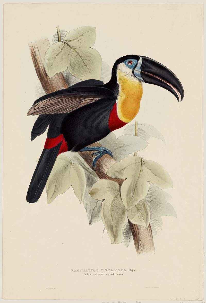 Ramphastos Vitellinus (Illiger) by Edward Lear — digital art print download