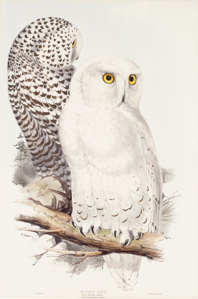 Snowy Owl by Эдвард Лир — digital art print download