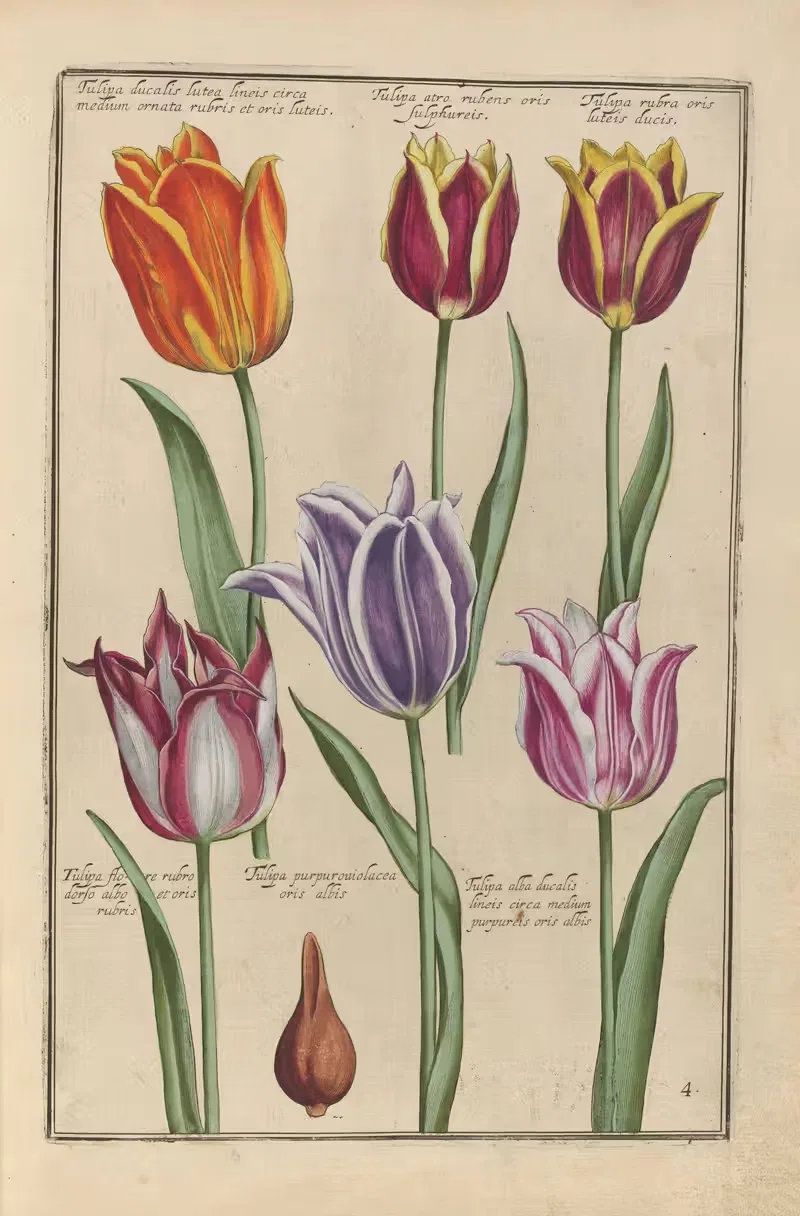 Theatrum florae Pl.06 by Daniel Rabel, 1622 — digital art print download