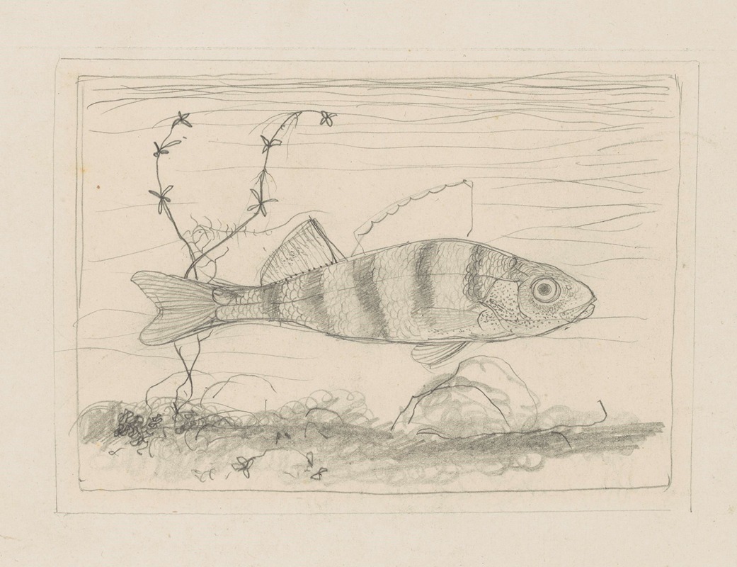 Jonge baars, zwemmend naar rechts by Ян Манкес, 1900-1920 — digital art print download