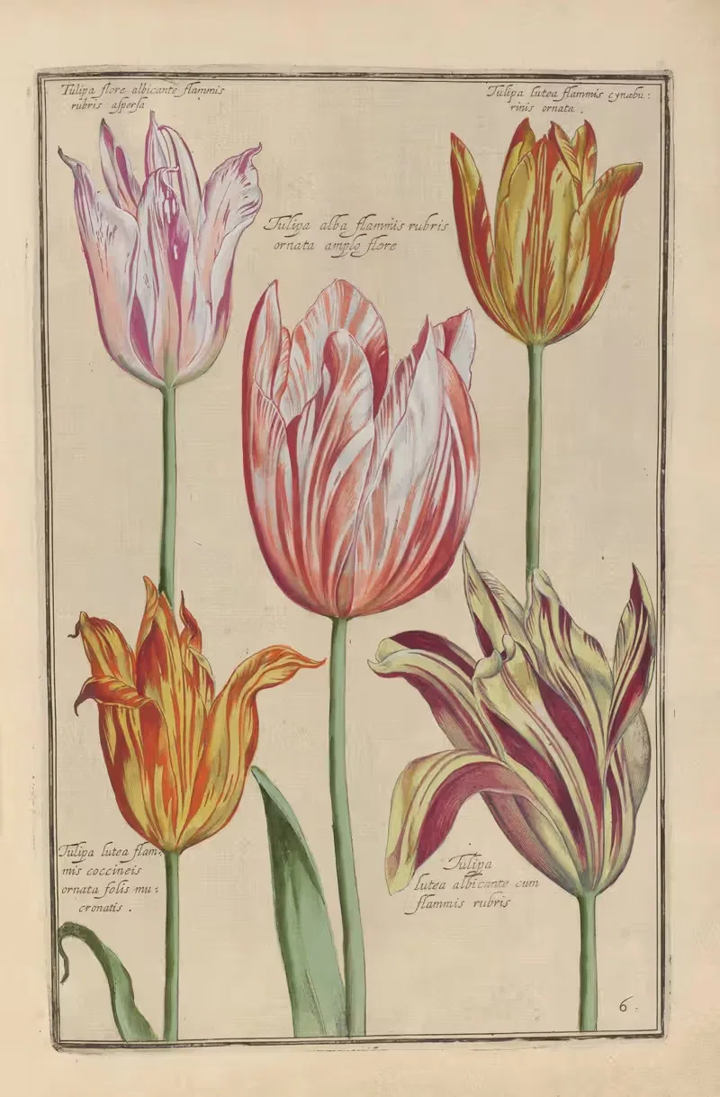 Theatrum florae Pl.08 by Daniel Rabel, 1622 — digital art print download