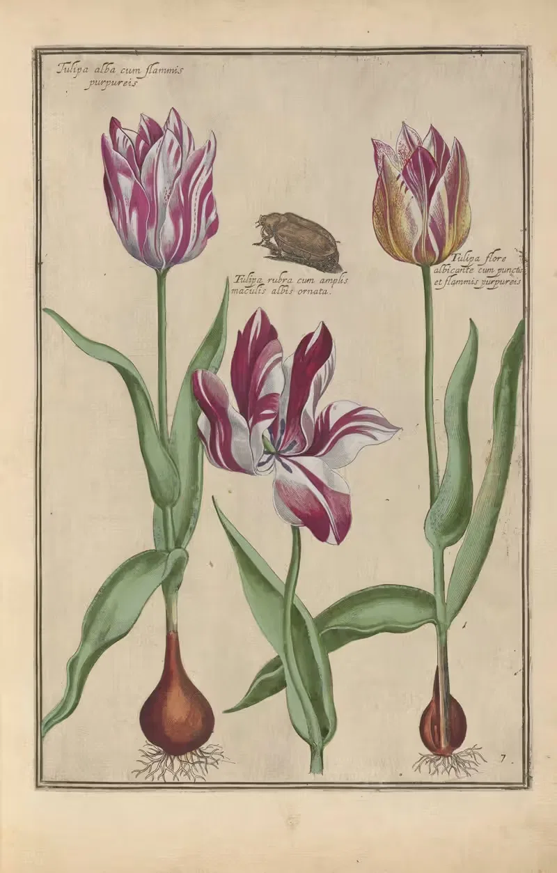 Theatrum florae Pl.09 by Daniel Rabel, 1622 — digital art print download