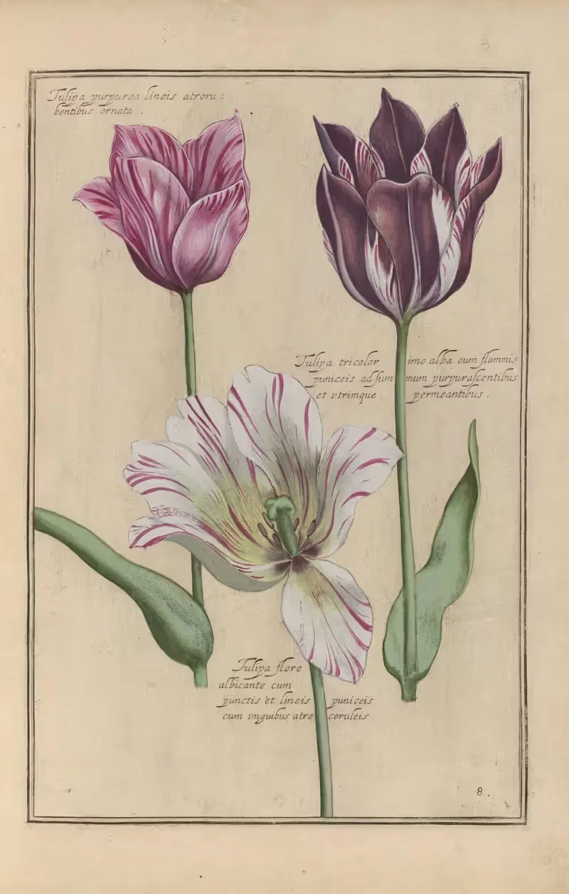 Theatrum florae Pl.10 by Daniel Rabel, 1622 — digital art print download