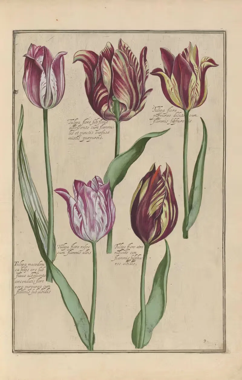 Theatrum florae Pl.11 by Daniel Rabel, 1622 — digital art print download