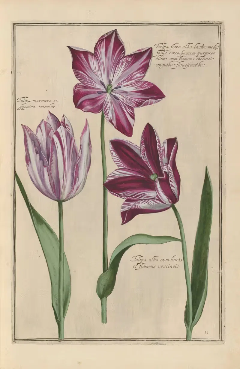 Theatrum florae Pl.13 by Daniel Rabel, 1622 — digital art print download