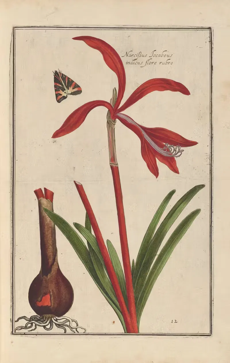 Theatrum florae Pl.14 by Daniel Rabel, 1622 — digital art print download