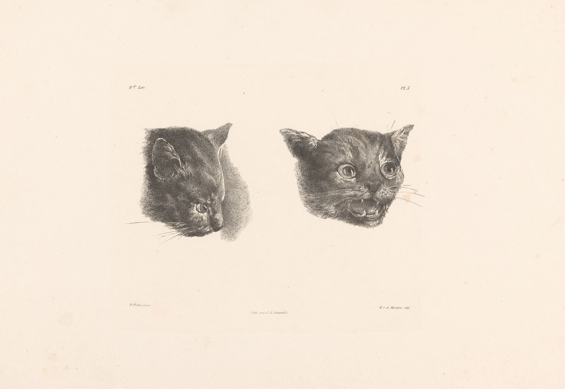 Twee kattenkoppen by Roelof van der Meulen, 1820-1833 — digital art print download