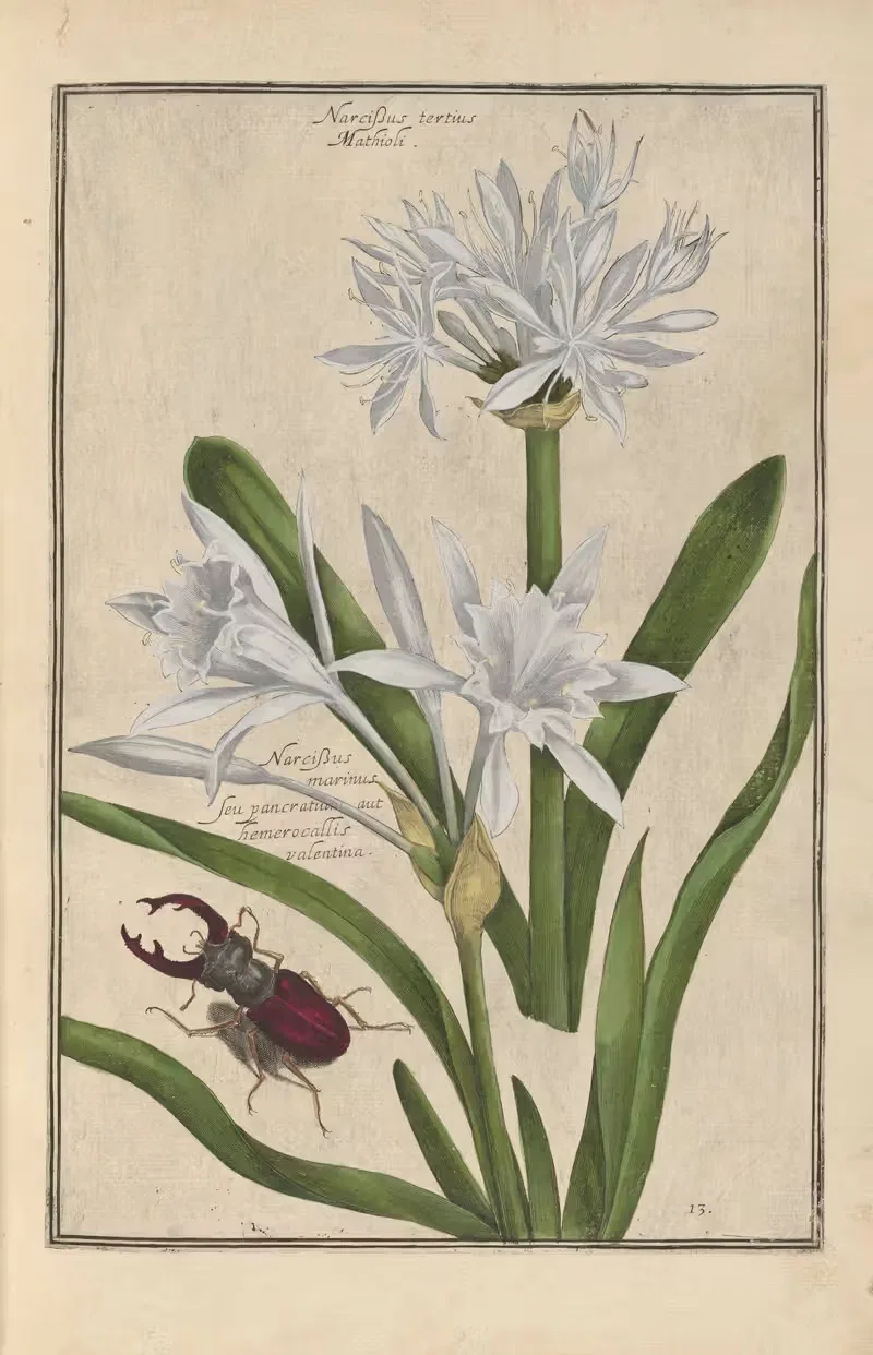 Theatrum florae Pl.15 by Daniel Rabel, 1622 — digital art print download