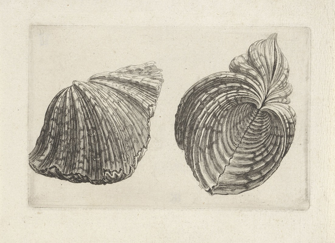 Bear paw clam (Hippopus maculatus) by Венцеслав Голлар, 1644-1652 — digital art print download