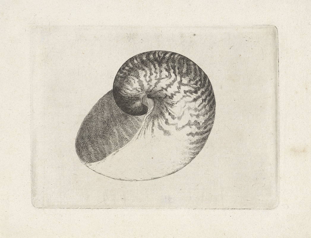 Chambered nautilus (Nautilus pompilius) by Венцеслав Голлар, 1644-1652 — digital art print download