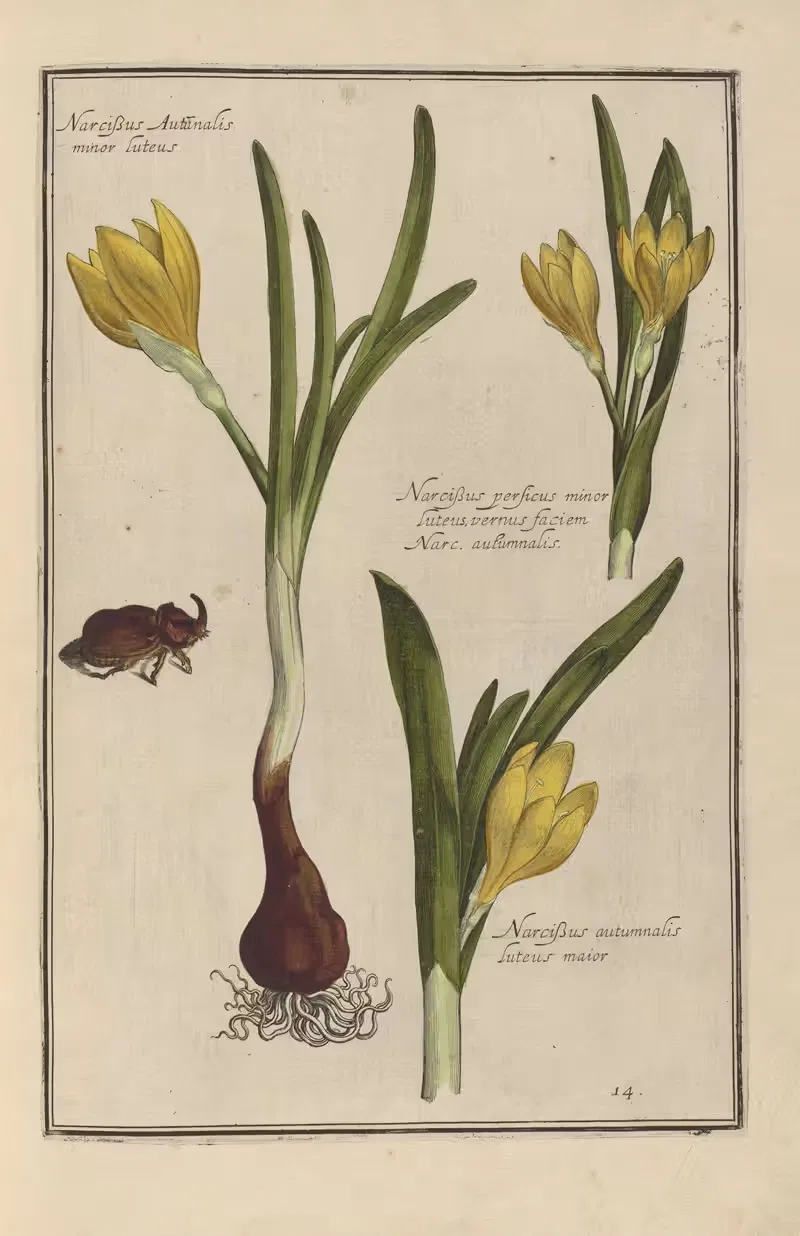 Theatrum florae Pl.16 by Daniel Rabel, 1622 — digital art print download