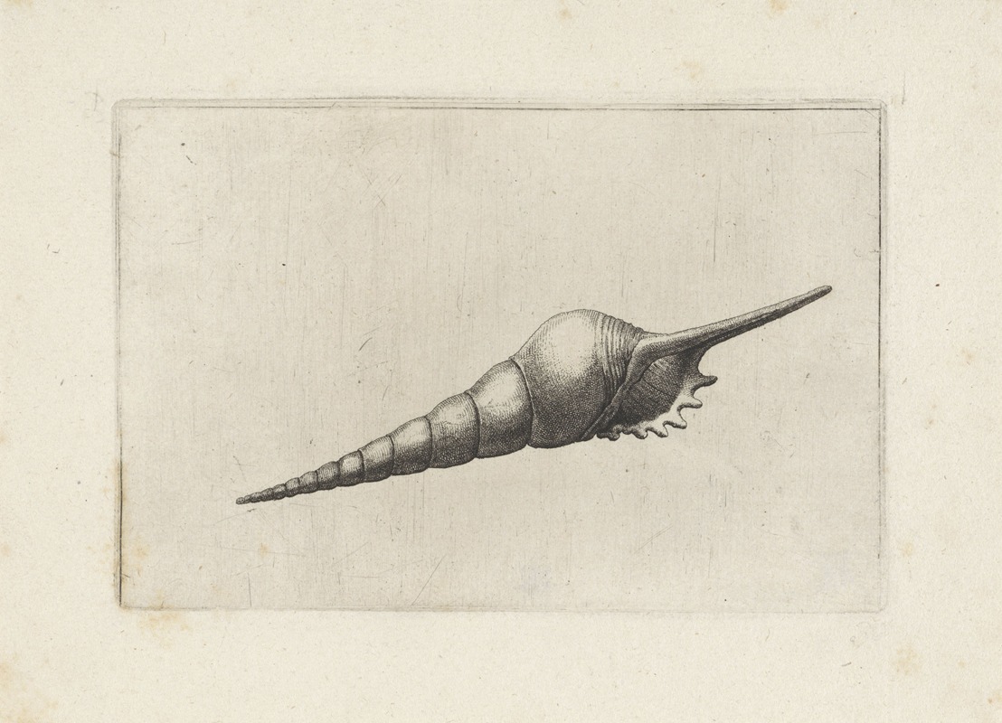 Dark-mouthed tibia (Tibia fusus melanocheilus) by Венцеслав Голлар, 1644-1652 — digital art print download