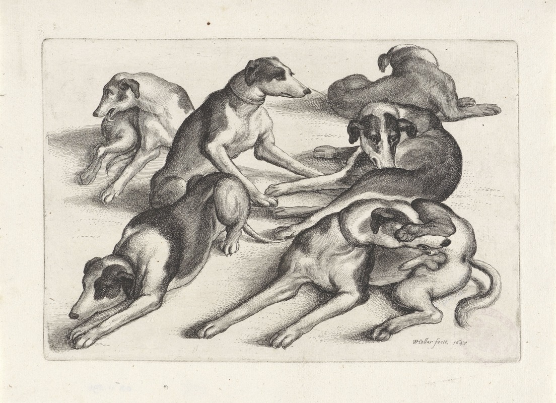 Five hounds lying on the ground, licking themselves — Wenceslaus Hollar