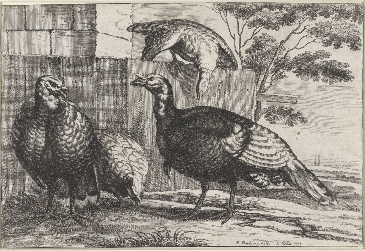 Four turkeys by a fence by Венцеслав Голлар, 1654 — digital art print download
