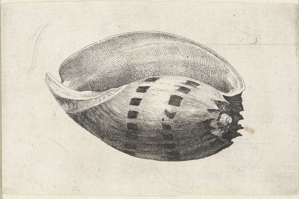 Giant baler (Melo amphora) by Венцеслав Голлар, 1644-1652 — digital art print download