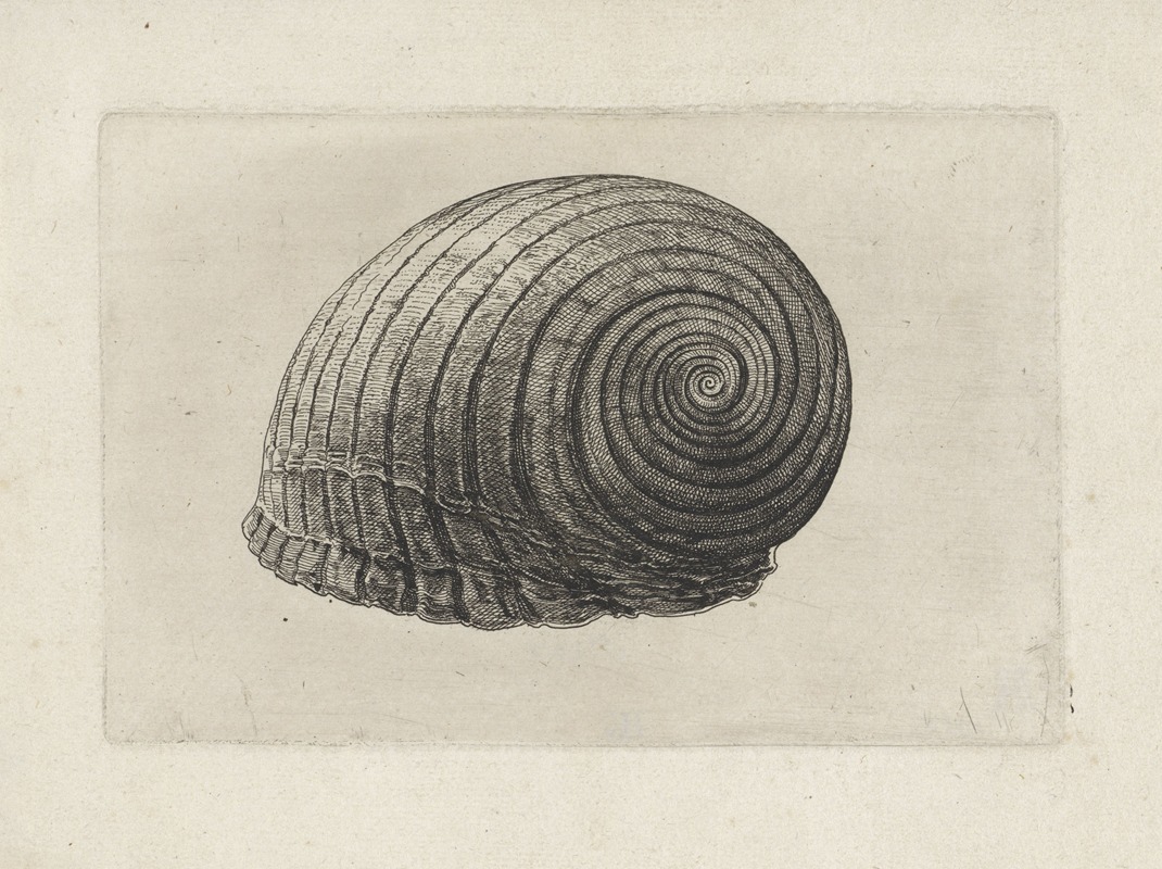 Giant tun (Tonna galea) by Венцеслав Голлар, 1644-1652 — digital art print download