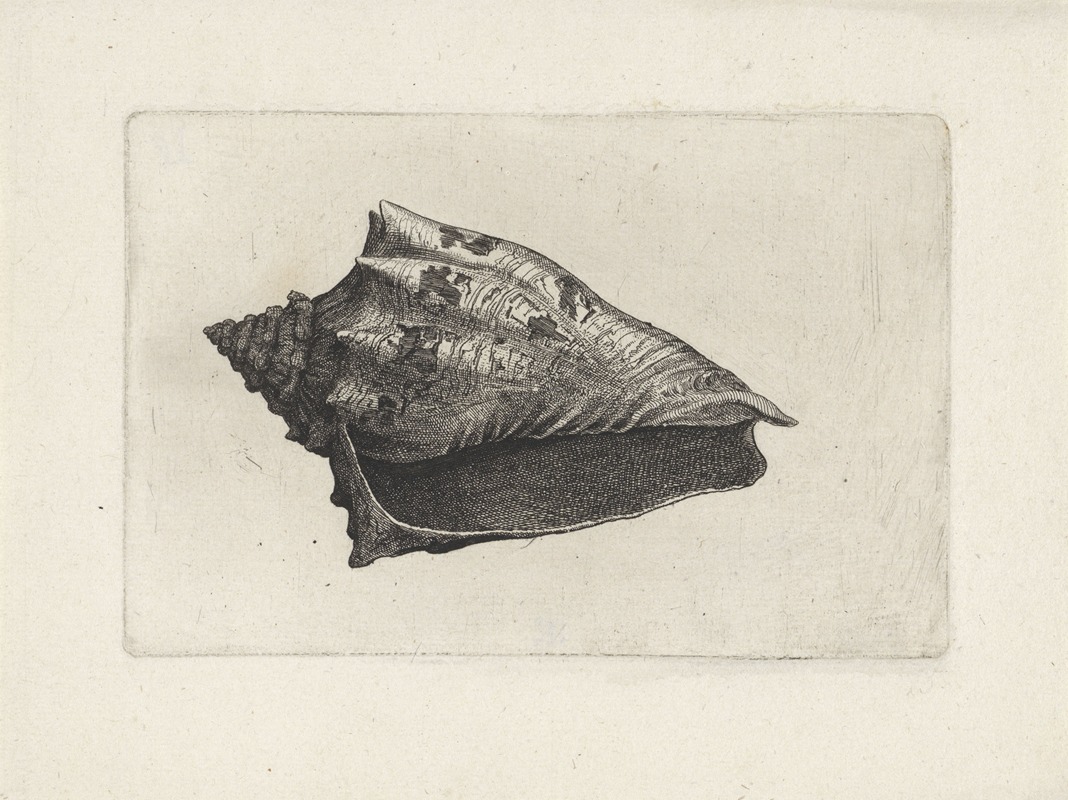 Hebrew volute (Voluta ebraea) by Венцеслав Голлар, 1644-1652 — digital art print download