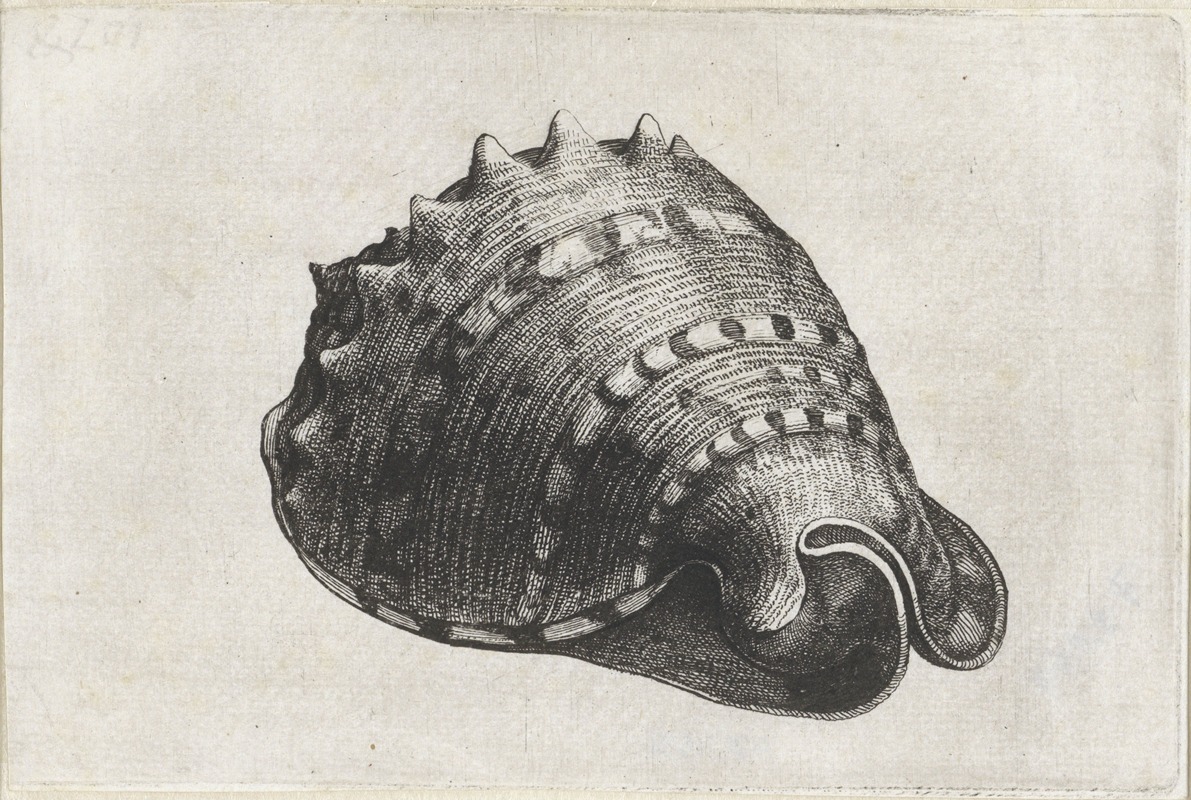 Horned helmet (Cassis cornuta) by Венцеслав Голлар, 1644-1652 — digital art print download