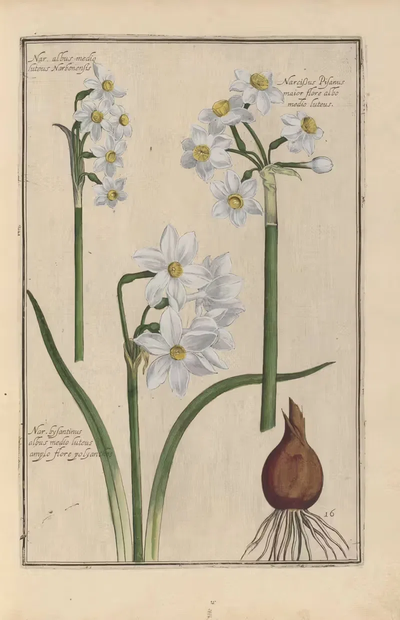 Theatrum florae Pl.18 by Daniel Rabel, 1622 — digital art print download