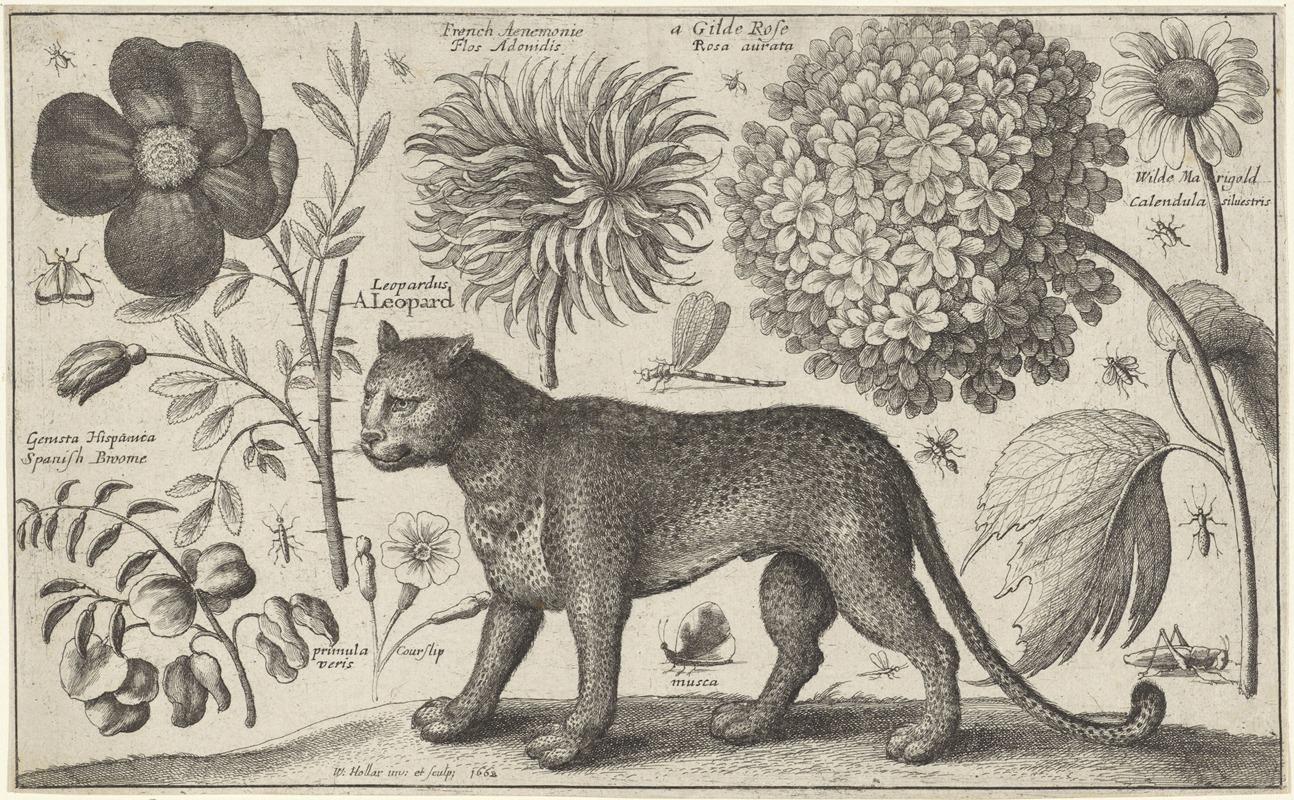Luipaard, bloemen en insecten — Wenceslaus Hollar