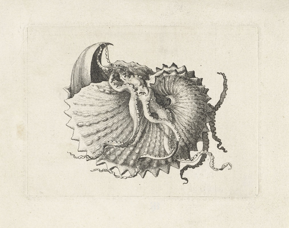 Nodose paper nautilus (Argonauta nodosa) — Wenceslaus Hollar