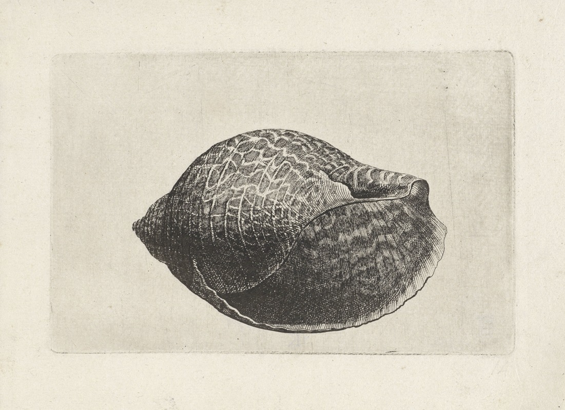 Pacific partridge tun (Tonna perdix) by Венцеслав Голлар, 1644-1652 — digital art print download