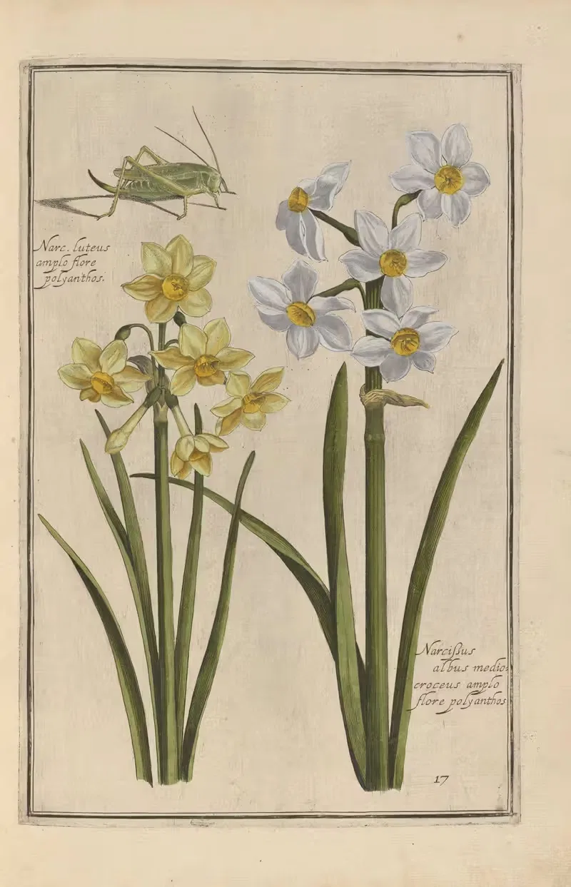 Theatrum florae Pl.19 by Daniel Rabel, 1622 — digital art print download
