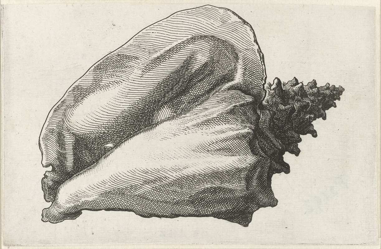 Pink conch (Strombus gigas) by Венцеслав Голлар, 1644-1652 — digital art print download