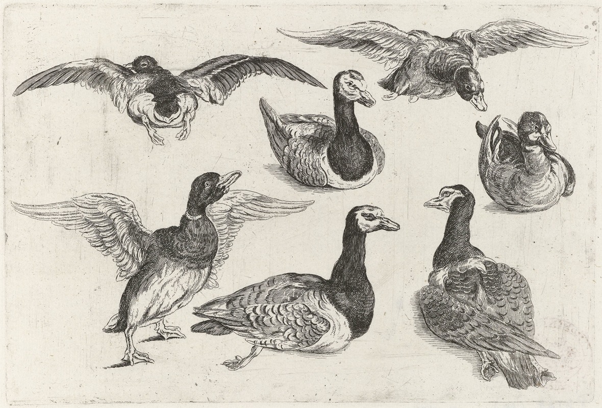 Seven ducks by Венцеслав Голлар, 1646 — digital art print download