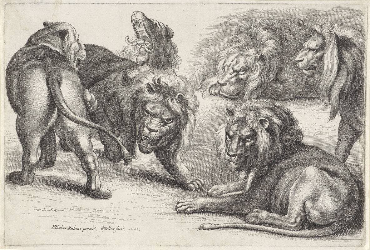 Six lions in various poses by Венцеслав Голлар, 1646 — digital art print download