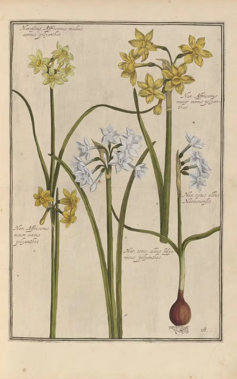 Theatrum florae Pl.20 by Daniel Rabel, 1622 — digital art print download