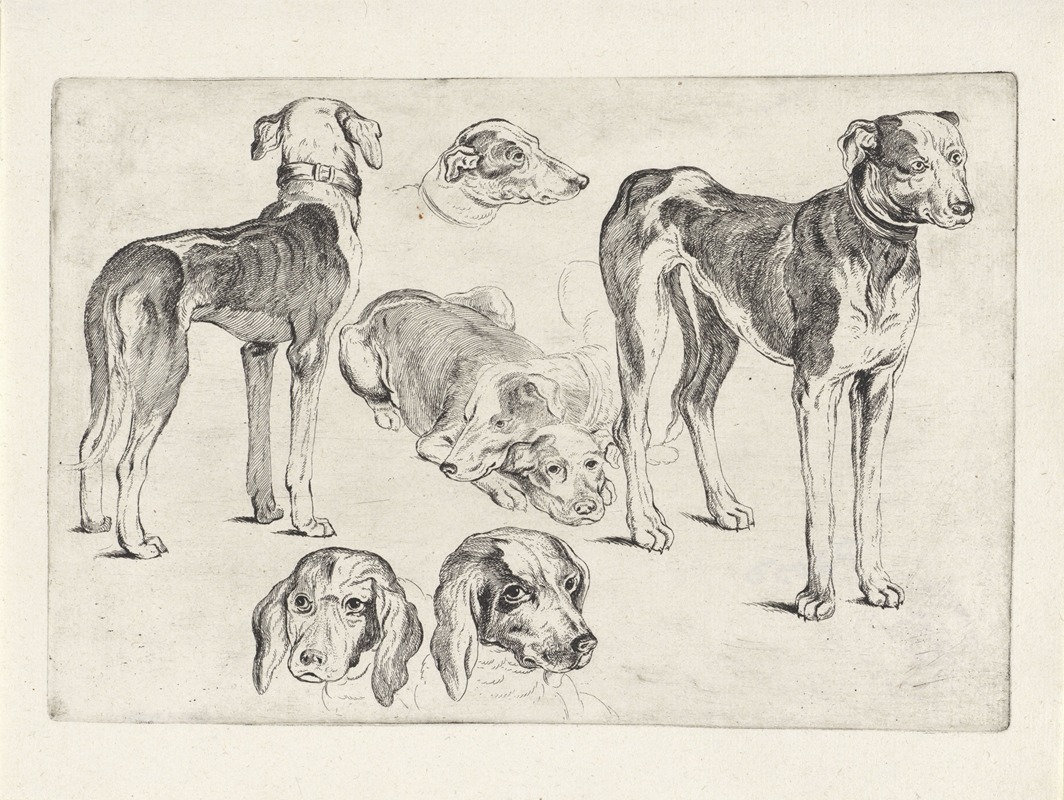 Studies of hounds by Венцеслав Голлар, 1646 — digital art print download