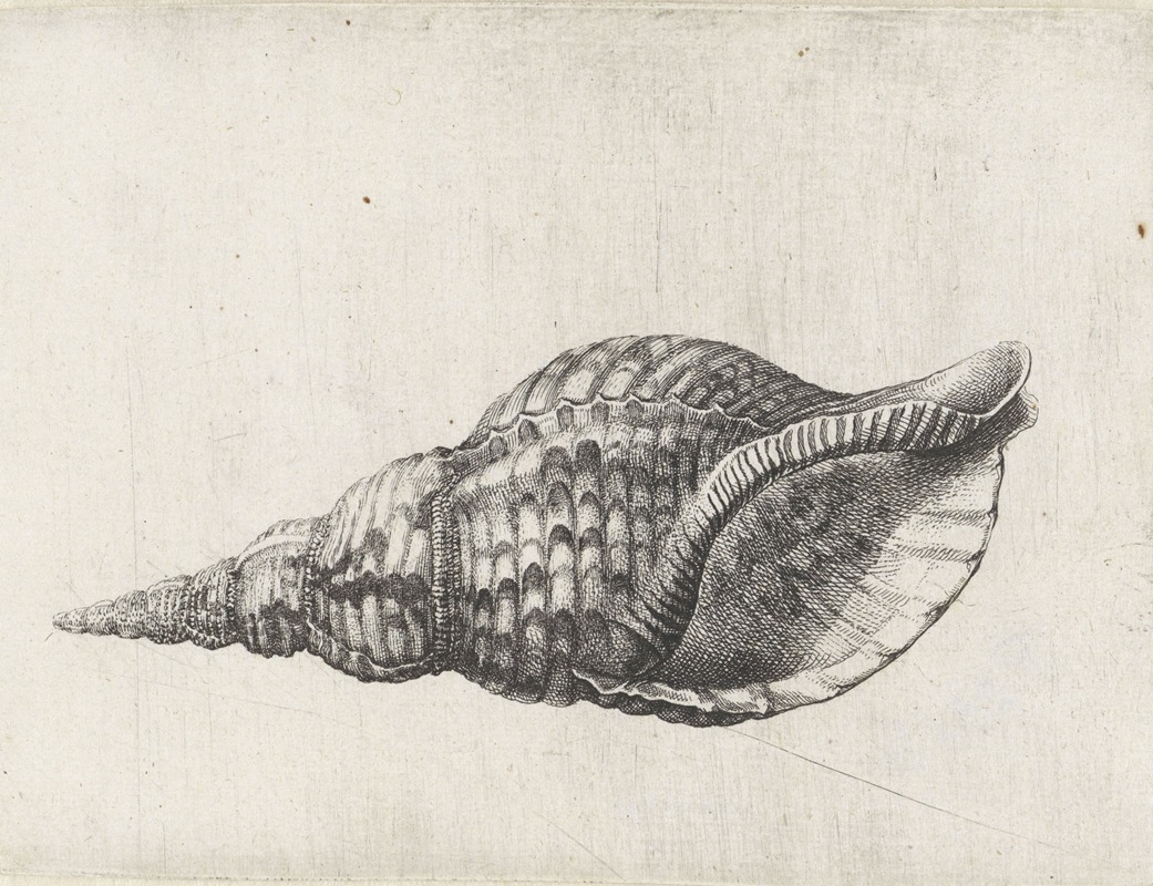 Trumpet triton (Charonia tritonis) — Wenceslaus Hollar