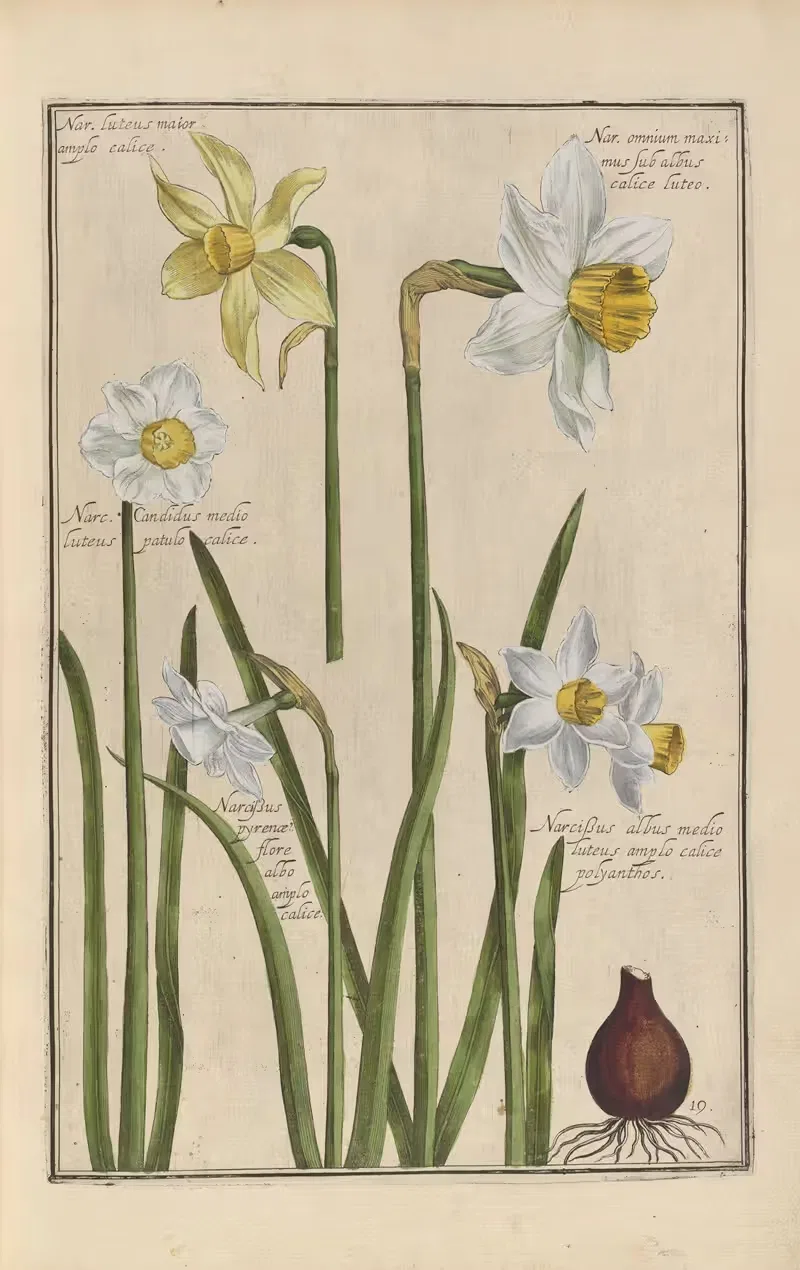 Theatrum florae Pl.21 by Daniel Rabel, 1622 — digital art print download
