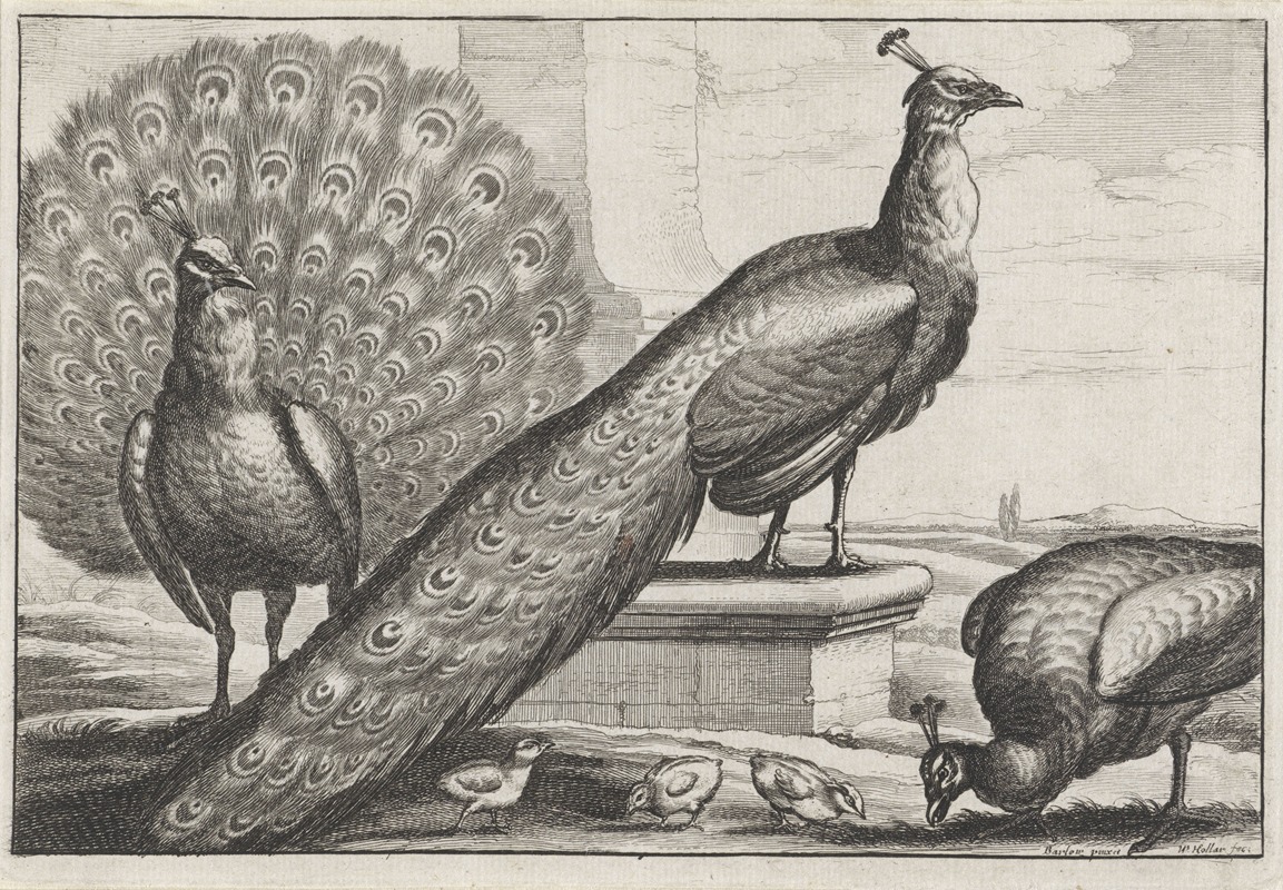 Two peacocks, a peahen, and three chicks by Wenceslaus Hollar, 1654 — digital art print download