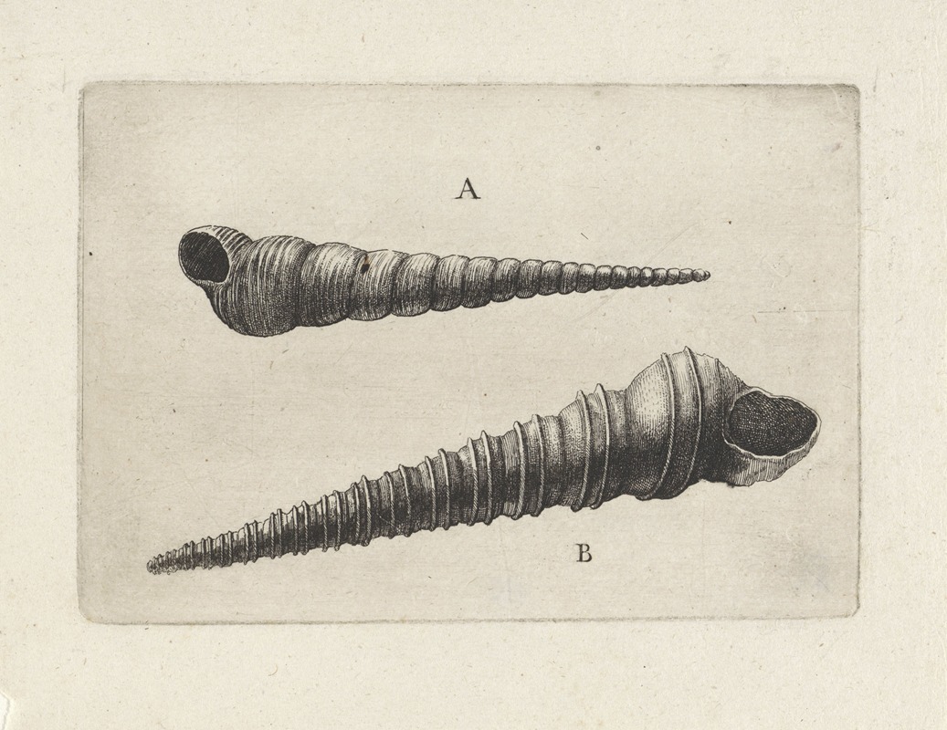 Two screw shells (Turritella spp.) by Венцеслав Голлар, 1644-1652 — digital art print download