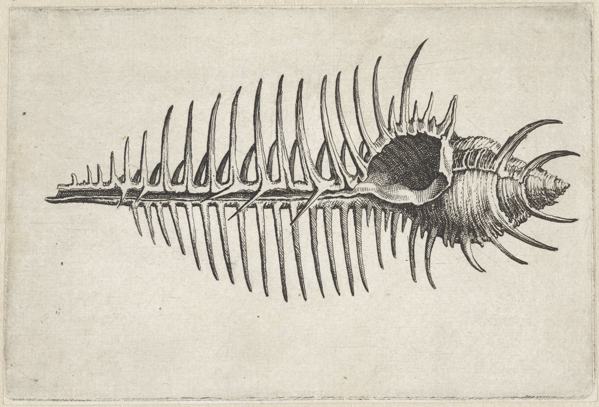 Venusis comb murex (Murex pecten) by Венцеслав Голлар, 1644-1652 — digital art print download