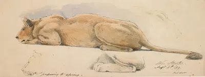 A Lioness Preparing to Spring by William Strutt, 1889 — digital art print download