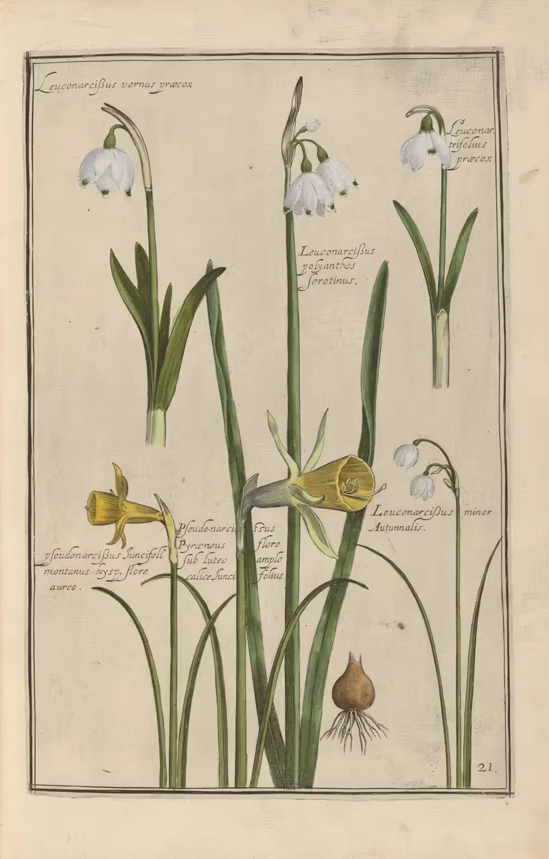 Theatrum florae Pl.23 by Daniel Rabel, 1622 — digital art print download