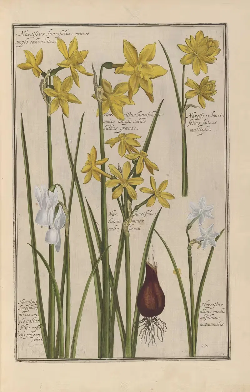 Theatrum florae Pl.24 by Daniel Rabel, 1622 — digital art print download