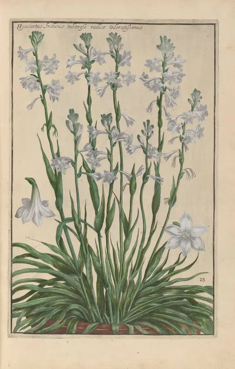 Theatrum florae Pl.25 by Daniel Rabel, 1622 — digital art print download
