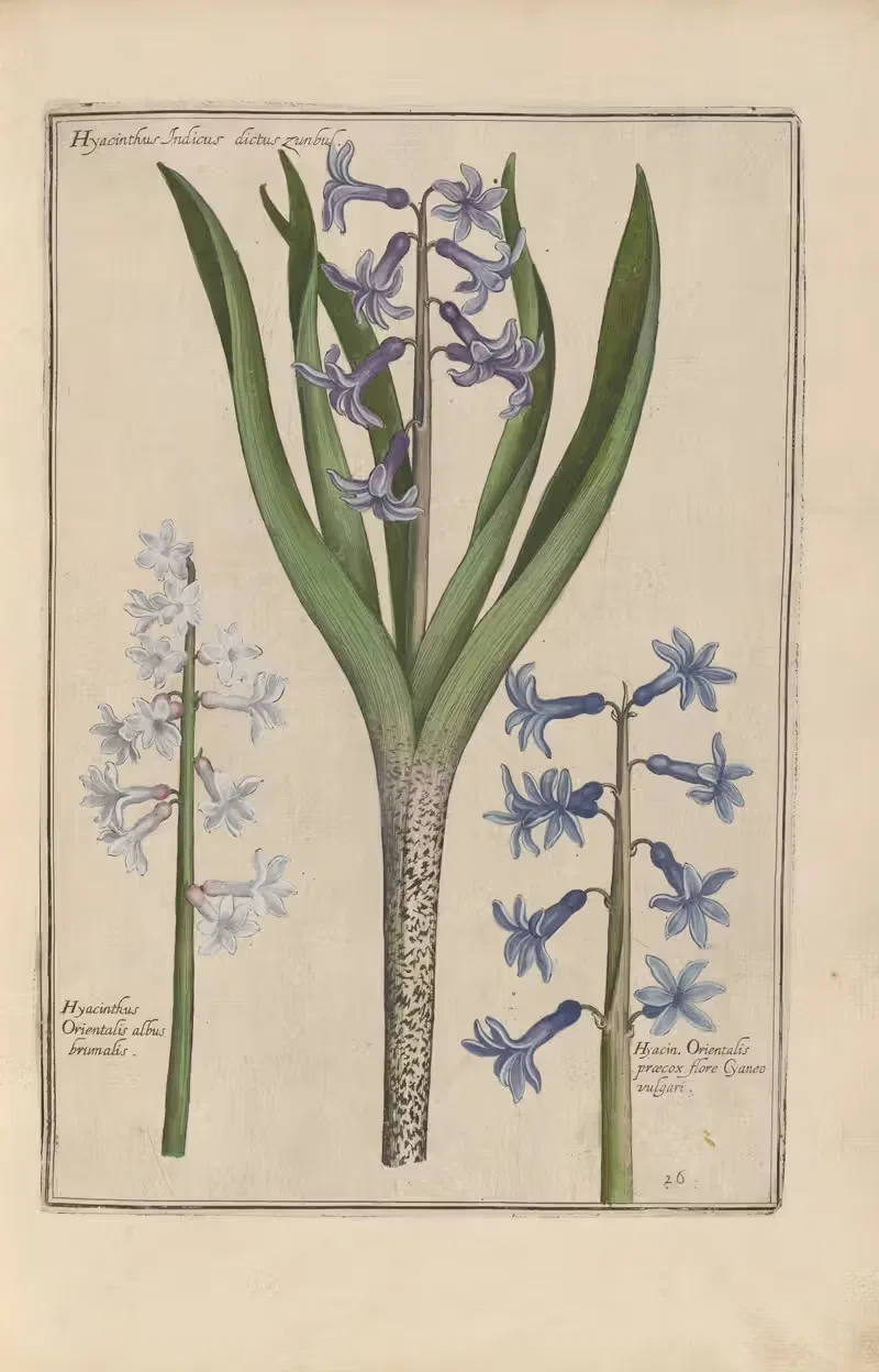 Theatrum florae Pl.28 by Daniel Rabel, 1622 — digital art print download