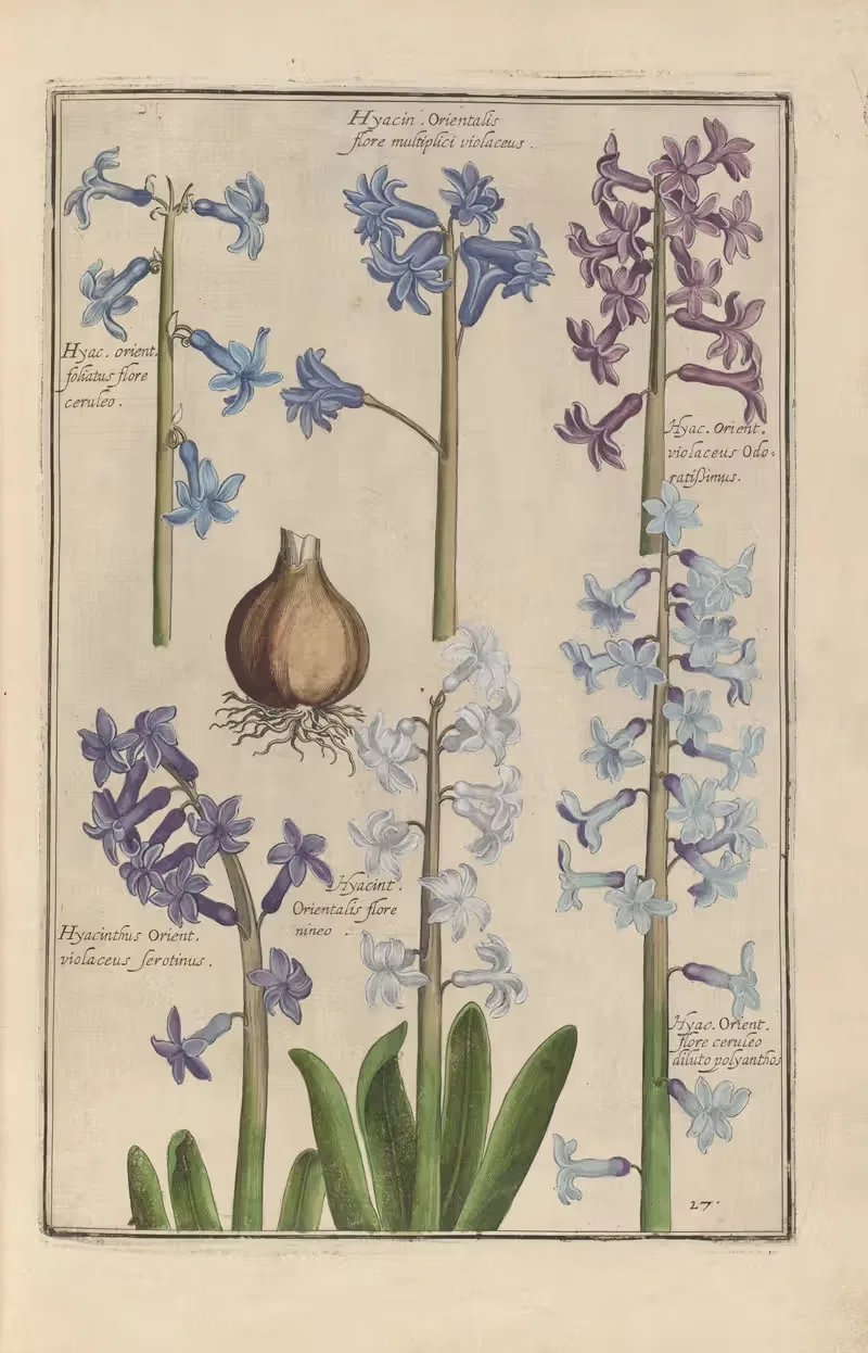 Theatrum florae Pl.29 by Daniel Rabel, 1622 — digital art print download