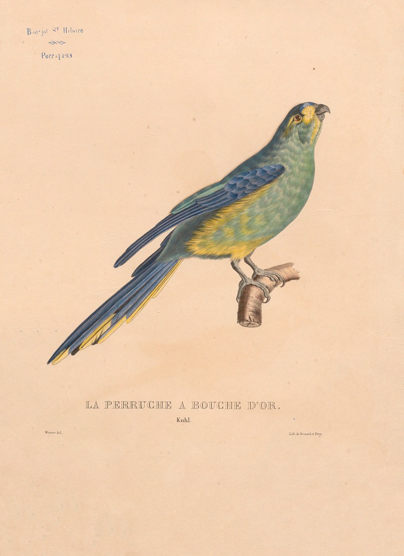 Perruche à bouche d'or, Kuhl by Jacques Christophe Werner, 1875 — digital art print download