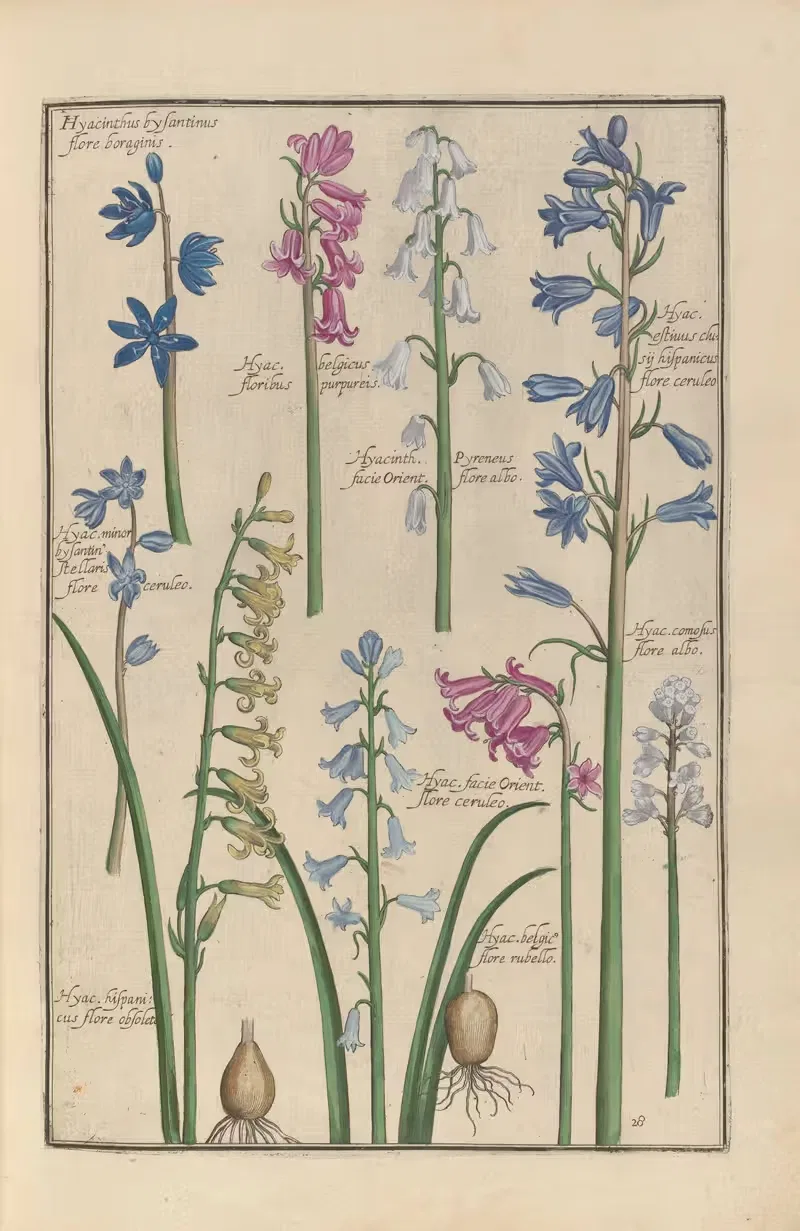 Theatrum florae Pl.30 by Daniel Rabel, 1622 — digital art print download