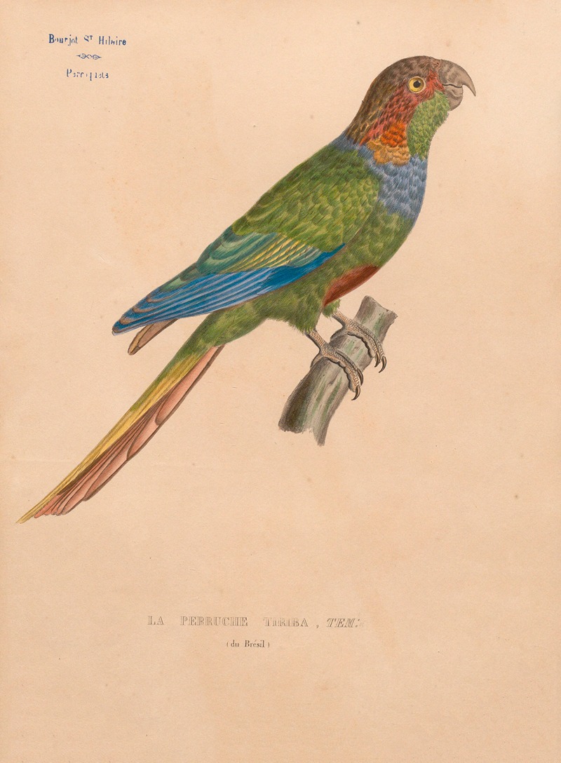 Perruche tiriba, Tem (du Brésil) by Jacques Christophe Werner, 1875 — digital art print download