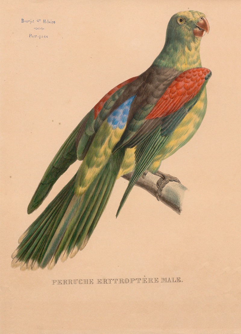 Perruche erytroptère male by Jacques Christophe Werner, 1875 — digital art print download