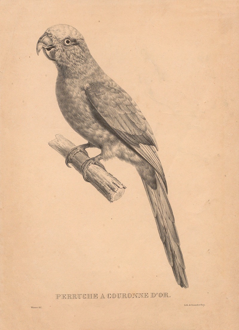 Perruche à couronne d'or by Jacques Christophe Werner, 1875 — digital art print download