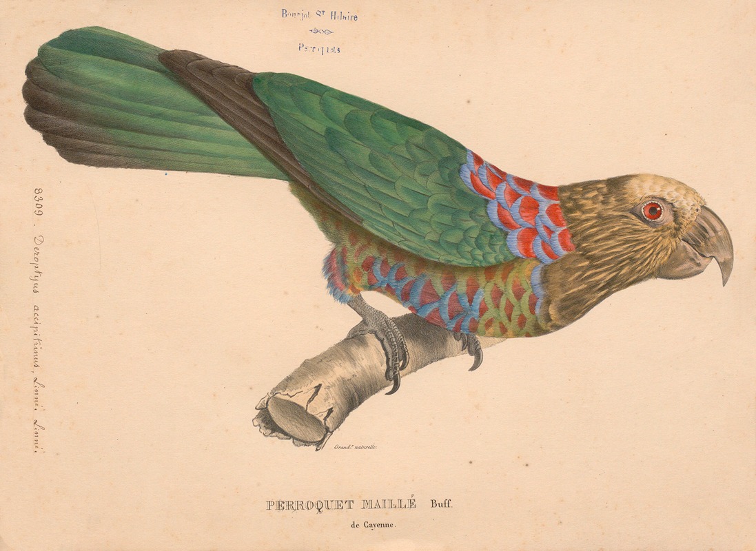 Perroquet maillé de Cayenne, Buff. by Jacques Christophe Werner, 1875 — digital art print download