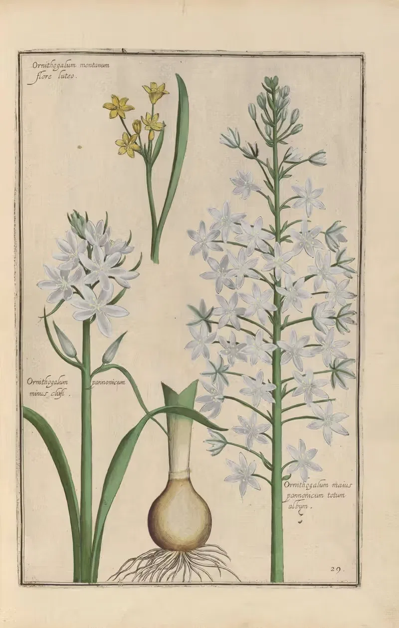 Theatrum florae Pl.31 by Daniel Rabel, 1622 — digital art print download